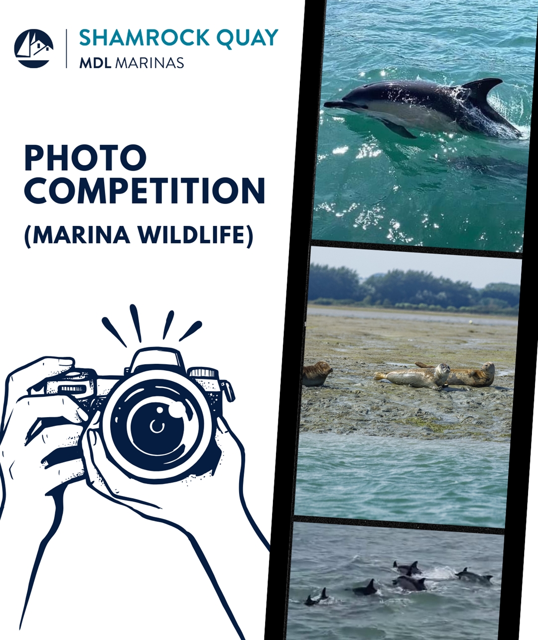 Shamrock Quay Photo Competition – Marina Wildlife